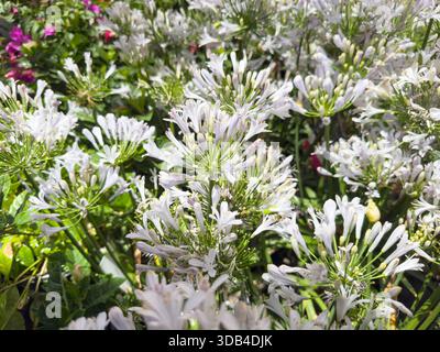 Une vue de fleurs blanches d'agapanthus, exposées dans une pépinière locale. Banque D'Images