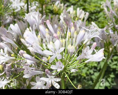 Une vue de fleurs blanches d'agapanthus, exposées dans une pépinière locale. Banque D'Images