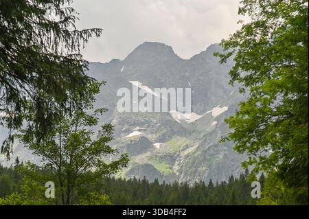 Chaîne de montagnes vue à travers de grands arbres en bordure de forêt avec une lumière douce soulignant les pics accidentés et la verdure naturelle. Vue panoramique sur les montagnes lointaines Banque D'Images