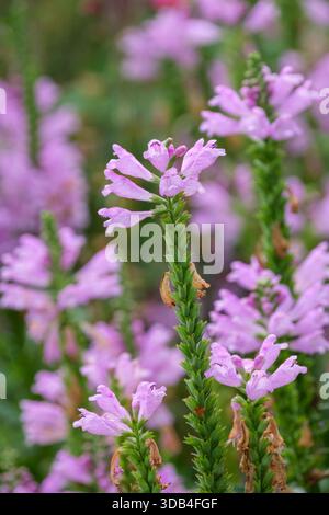 Physostegia virginiana var. Speciosa bouquet Rose, plante obéissante bouquet Rose, pâle, pointes de lilas-rose, fleurs tubulaires Banque D'Images