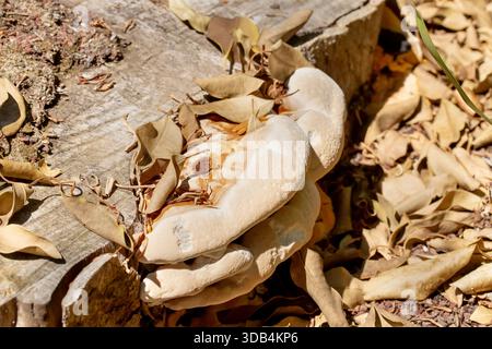 Une vue d'un champignon bractée poussant sur un tronc d'arbre coupé. Banque D'Images