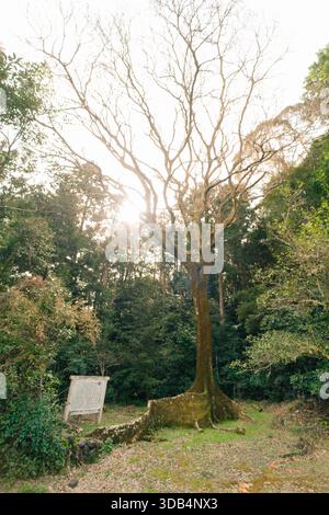 Les racines de contrefort et le fond du tronc de l'arbre de Moreton Bay Figs Tree sur l'île de Shikoku, au Japon. Photo de haute qualité Banque D'Images