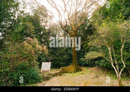 Les racines de contrefort et le fond du tronc de l'arbre de Moreton Bay Figs Tree sur l'île de Shikoku, au Japon. Photo de haute qualité Banque D'Images