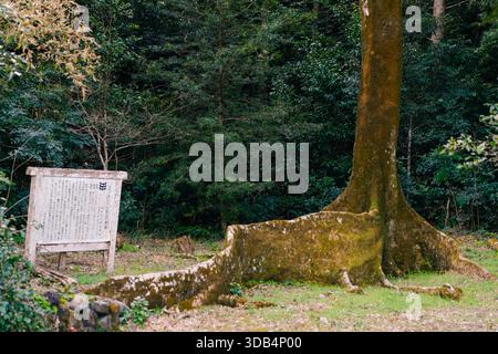 Les racines de contrefort et le fond du tronc de l'arbre de Moreton Bay Figs Tree sur l'île de Shikoku, au Japon. Photo de haute qualité Banque D'Images