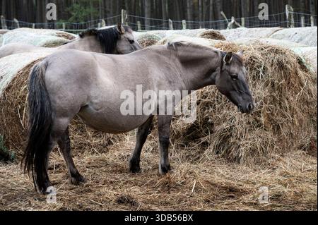 Un cheval polonais paissant dans une forêt dans un troupeau. Mise au point sélective. Banque D'Images