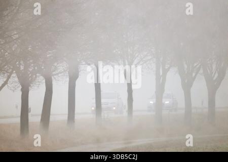 Riedlingen, Allemagne. 14 décembre 2025. Les voitures passent devant des arbres sur une route de campagne dans un brouillard dense. Crédit : Thomas Warnack/dpa/Alamy Live News Banque D'Images