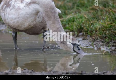 Riedlingen, Allemagne. 14 décembre 2025. Un jeune cygne boit d'une flaque de pluie. Crédit : Thomas Warnack/dpa/Alamy Live News Banque D'Images