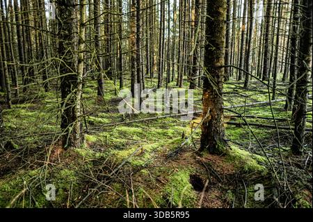 Une scène forestière sereine avec de grands arbres à feuilles persistantes, de la mousse lumineuse couvrant le sol de la forêt et des branches tombées éparpillées. Ce cadre naturel e Banque D'Images