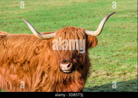 A Highland Cow, Royaume-Uni Banque D'Images