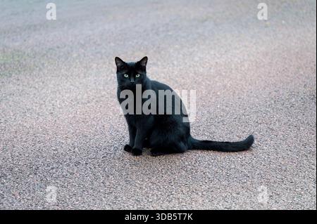 Chat noir assis sur une route, Royaume-Uni Banque D'Images