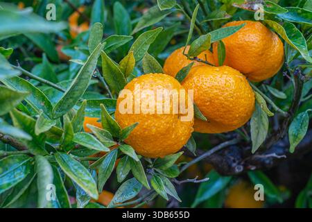 Oranges mûres suspendues parmi les feuilles vertes luxuriantes Banque D'Images