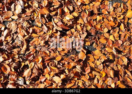 Un tapis de feuilles d'automne tombées - rouge, jaune, brun et orange - couché sur l'herbe. Banque D'Images
