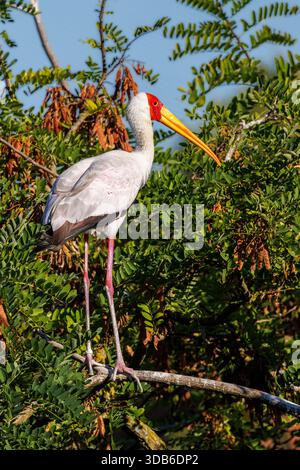 Cigogne à bec jaune, Mycteria ibis, originaire de Madagascar et d'Afrique Banque D'Images