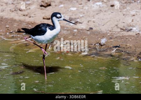 Pilotis à col noir, Himantopus mexicanus, originaire des Amériques Banque D'Images