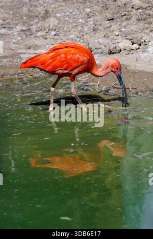 Scarlet ibis, Eudocimus ruber, originaire d'Amérique du Sud et des Caraïbes Banque D'Images