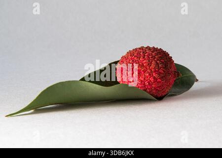 gros plan d'un litchi sur fond blanc Banque D'Images