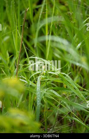 Gros plan de brins d'herbe verte luxuriante recouverts de gouttelettes d'eau scintillantes. Banque D'Images