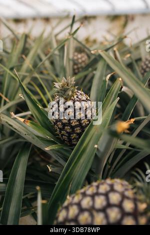 Vue rapprochée d'un jeune ananas poussant sur un plant d'ananas dans une plantation. Banque D'Images