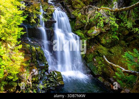 Une vue pittoresque sur les chutes carter qui se jettent dans la rivière Paradise, entourée par la forêt luxuriante du parc national du Mont Rainier Banque D'Images