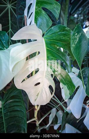 Monstera deliciosa cv. Albo variegata, Araceae. Plante ornementale d'intérieur très rare Banque D'Images