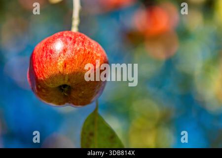 Pommes sur un pommier abandonné sur une route de campagne dans le comté de Mecosta, Michigan, États-Unis Banque D'Images
