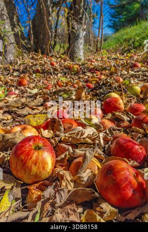 Pommes sur un pommier abandonné sur une route de campagne dans le comté de Mecosta, Michigan, États-Unis Banque D'Images