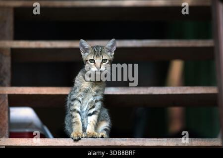 Un petit chaton tabby est assis avec vigilance sur un ensemble de marches en bois, s'arrêtant pour regarder ses environs avec de larges yeux curieux. Belize Banque D'Images