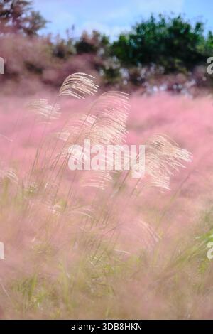Un gros plan à couper le souffle et rêveur d'un champ d'herbe délicate rose Muhly (Pink Muhly) se balançant doucement dans la lumière du soleil. Banque D'Images