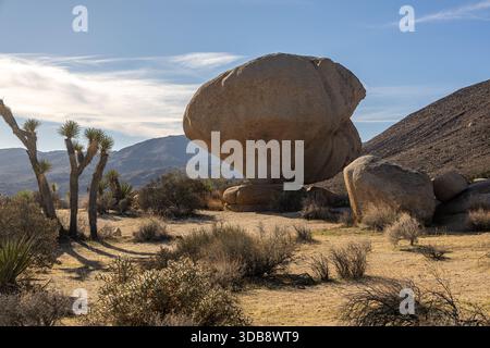Colossal Boulders parmi les arbres de Joshua dans le parc national de Joshua Tree Banque D'Images