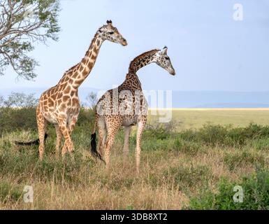 Deux girafes Massaï (Giraffa camelopardalis tippelskirchi) dans le Maasai Mara Banque D'Images