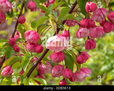 Macro de double pommier rose en fleurs dans le jardin. Beauté délicate des arbres fruitiers en fleurs. Idéal pour les conceptions saisonnières de la nature, fond floral Banque D'Images