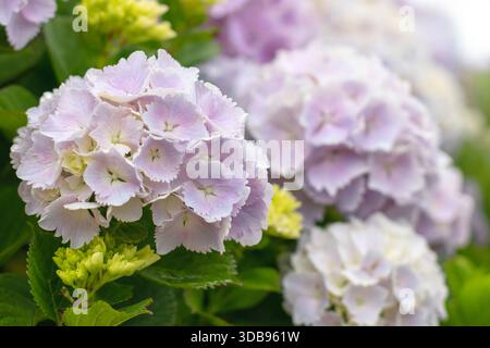 Gros plan de délicates fleurs d'hortensia macrophylla roses avec pétales dentelés, bourgeons jaunes et feuilles vertes. Une lumière douce et un arrière-plan flou créent un Banque D'Images