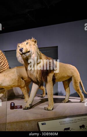Plan vertical du corps entier d'un lion mâle taxidermié exposé dans une exposition du musée d'histoire naturelle. Banque D'Images