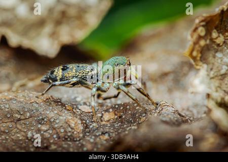 Petite araignée sautante avec des marques vertes vives et irisées debout sur une feuille sèche texturée, mettant en valeur des détails complexes. Photographie, pas de générat Banque D'Images