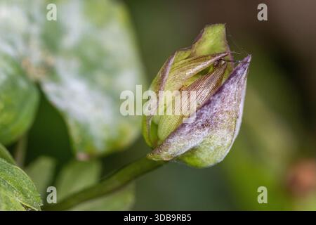 Limonerie des champs (convolvulus arvensis), gros plan d'un bourgeon de fleur vert naturel non ouvert en arrière-plan au Riverside Valley Park, Exeter, Devo Banque D'Images