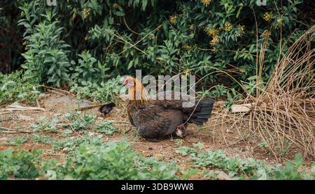 Poule avec des poussins dans un environnement rural naturel Banque D'Images
