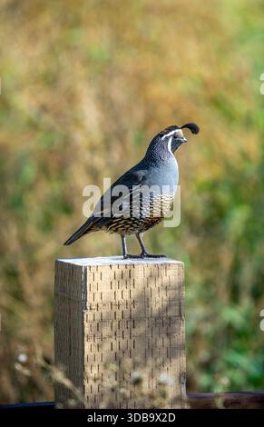 Oiseau de caille debout sur un poteau Banque D'Images
