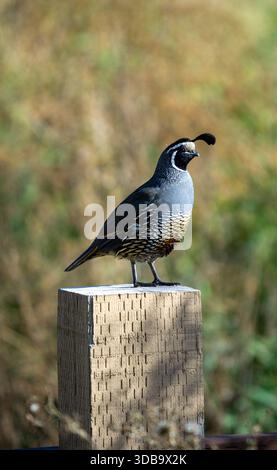 Oiseau de caille debout sur un poteau Banque D'Images