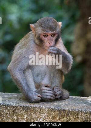 Portrait vertical plein de mignon jeune macaque rhésus aka singe rhésus ou macaca mulatta assis sur le pont, parc national de la forêt de Lawachara, Bangladesh Banque D'Images