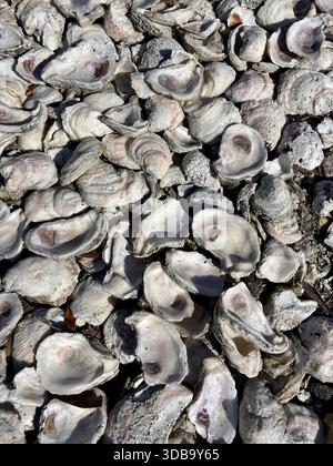 Vue de dessus d'une grande pile texturée de coquilles d'huîtres altérées Banque D'Images