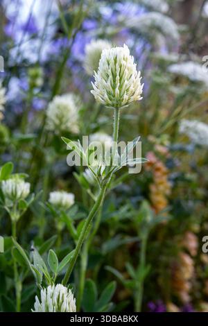 Trifolium ochroleucon, trèfle soufré Banque D'Images