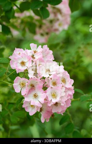 Rosa Kew Rambler, rose Kew Rambler, grappes simples, fleurs roses, centre blanc crème, étamines dorées, Banque D'Images