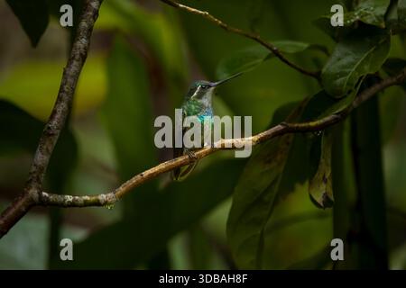 Colibri de montagne à gorge blanche (Lampornis castaneoventris) dans les hautes terres du Costa Rica Banque D'Images