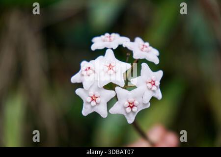 Gros plan de délicates fleurs de Hoya blanches en forme d'étoile avec des centres roses dans un cadre de jardin tropical, macrophotographie de fleurs de plantes de cire. Banque D'Images