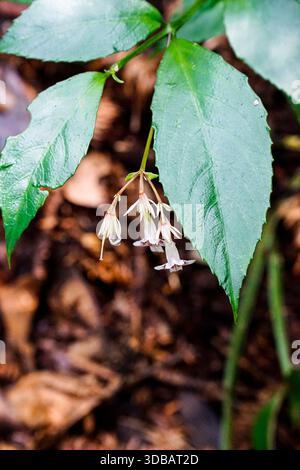 Délicates fleurs sauvages blanches en forme de cloche fleurissant sous des feuilles vertes dentelées dans une forêt ombragée, photographie macro nature. Banque D'Images