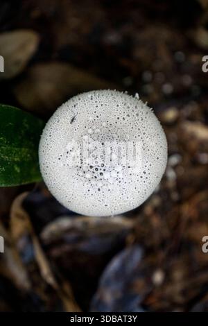 Vue macro de haut en bas d'un champignon puffball texturé blanc sur un sol de forêt sombre avec un minuscule insecte à sa surface. Banque D'Images