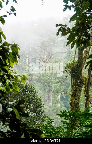 Forêt ancienne brumeuse avec de grands arbres entourés d'un épais brouillard, d'un feuillage vert luxuriant et de troncs mousselés dans un paysage boisé mystique. Banque D'Images