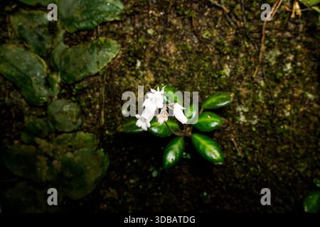 De petites fleurs sauvages blanches fleurissent sur une surface rocheuse mousseuse sombre. Gros plan de la flore délicate poussant dans un environnement forestier humide avec des feuilles vertes. Banque D'Images