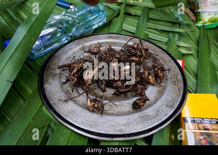 Grillons frits et sauterelles sur une plaque de métal au-dessus des feuilles de palmier, une délicatesse exotique rustique et une collation de la jungle au Vietnam. Banque D'Images