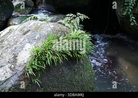 Des fougères vertes luxuriantes et de la mousse poussent sur les rochers à côté d'un ruisseau qui coule dans une forêt. Banque D'Images